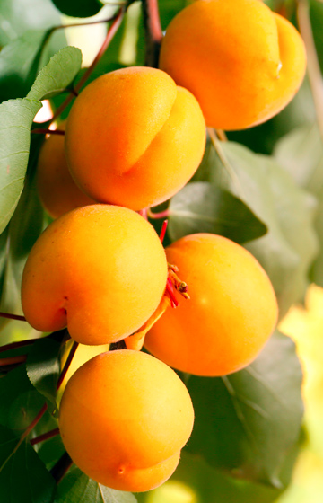 Panettone Apricot